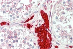 ABIN185610 (5µg/ml) staining of paraffin embedded Human Testis. (PGRMC1 antibody  (C-Term))