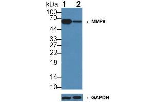 Western blot analysis of (1) Wild-type Jurkat cell lysate, and (2) MMP9 knockout Jurkat cell lysate, using Rabbit Anti-Mouse MMP9 Antibody (1 µg/ml) and HRP-conjugated Goat Anti-Mouse antibody (