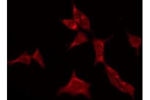 ABIN6275137 staining HepG2 by IF/ICC. (GABRA4 antibody  (N-Term))