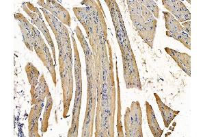 ABIN7096515 and ABIN7100579 at 1/100 staining rat muscle tissue by IHC-P.
