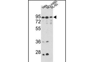 Western blot analysis of IT Antibody (Center) (ABIN389477 and ABIN2839539) in Hela, NCI-, CEM cell line lysates (35 μg/lane). (IMMT antibody  (AA 438-467))