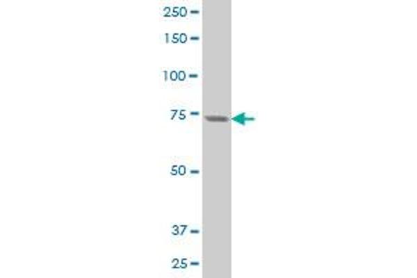 PKC eta antibody  (AA 1-100)