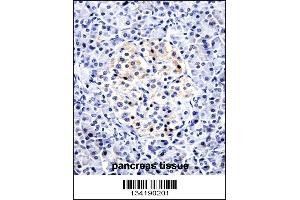 CCL15 Antibody immunohistochemistry analysis in formalin fixed and paraffin embedded human pancreas tissue followed by peroxidase conjugation of the secondary antibody and DAB staining.
