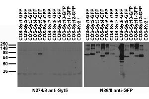 Transfected cell immunoblot: extracts of COS cells transiently transfected with GFP-tagged Synaptotagmin or untagged Kv2.