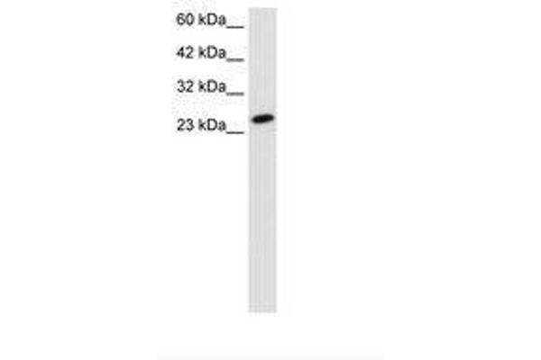 TBPL1 antibody  (AA 88-137)