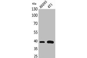 Western Blot analysis of AD293, 4T1 cells using Troponin T-C Polyclonal Antibody. (Cardiac Troponin T2 antibody  (Internal Region))