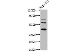 Western Blot Positive WB detected in: NIH/3T3 whole cell lysate All lanes: RBFOX2 antibody at 6 μg/mL Secondary Goat polyclonal to rabbit IgG at 1/50000 dilution Predicted band size: 42, 41, 38, 40, 48, 44 kDa Observed band size: 42 kDa (RBM9 antibody  (AA 8-110))