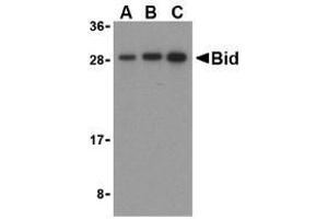 Western blot analysis of Bid in mouse lung cell lysates with AP30147PU-N Bid antibody at (A) 0. (BID antibody  (C-Term))