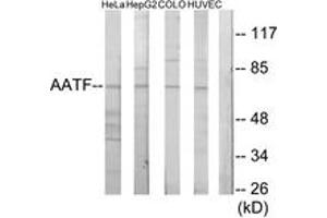 Western blot analysis of extracts from HeLa cells/HepG2 cells/COLO205 cells/HuvEc cells, using AATF Antibody. (AATF antibody  (AA 10-59))