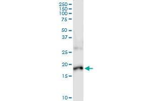 Immunoprecipitation of IL17F transfected lysate using anti-IL17F MaxPab rabbit polyclonal antibody and Protein A Magnetic Bead , and immunoblotted with IL17F purified MaxPab mouse polyclonal antibody (B01P) . (IL17F antibody  (AA 1-163))