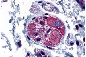 Anti-PTGER4 / EP4 antibody  ABIN1049259 IHC staining of human colon, ganglion. (PTGER4 antibody  (C-Term))