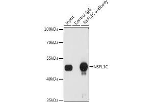 Immunoprecipitation analysis of 200 μg extracts of A-549 cells, using 3 μg NSFL1C antibody (ABIN6131003, ABIN6144873, ABIN6144874 and ABIN6222382). (NSFL1C antibody  (AA 1-185))