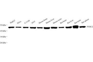 Western blot analysis of MSS1 (ABIN7075218),at dilution of 1: 2000 (PSMC2 antibody)