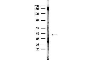 anti-Synaptophysin (SYP) (Internal Region) antibody