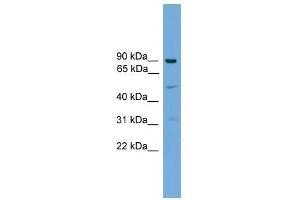 L3MBTL3 antibody used at 0. (L3MBTL3 antibody  (N-Term))