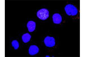 Proximity Ligation Analysis of protein-protein interactions between PTK2B and YES1. (PTK2B antibody  (AA 1-1009))