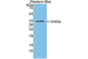 Western Blotting (WB) image for anti-Plasminogen (PLG) (AA 191-433) antibody (ABIN1078448)