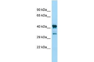WB Suggested Anti-CHID1 Antibody Titration: 1.