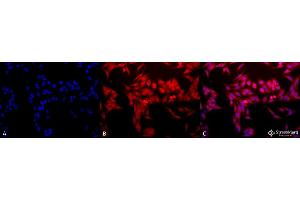 Immunofluorescence (fixed cells) (IF/ICC) image for anti-Heme Oxygenase (Decycling) 1 (HMOX1) antibody (HRP) (ABIN2484289)