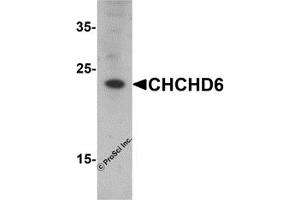 Western Blotting (WB) image for anti-Coiled-Coil-Helix-Coiled-Coil-Helix Domain Containing 6 (CHCHD6) (N-Term) antibody (ABIN1077410) (CHCHD6 antibody  (N-Term))