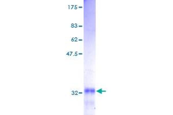 GNG5 Protein (AA 1-68) (GST tag)