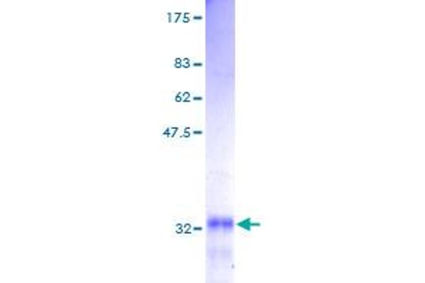 GNG5 Protein (AA 1-68) (GST tag)