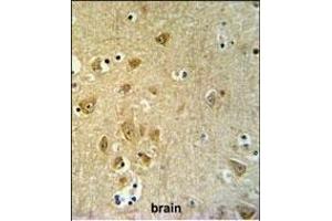 KLC2 Antibody (C-Term) (ABIN653755 and ABIN2843055) IHC analysis in formalin fixed and paraffin embedded brain tissue followed by peroxidase conjugation of the secondary antibody and DAB staining. (KLC2 antibody  (C-Term))