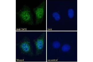 Immunofluorescence (IF) image for anti-Death-Associated Protein 3 (DAP3) (C-Term) antibody (ABIN184743)