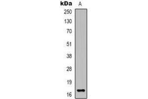 Western blot analysis of Epigen expression in HEK293T (A) whole cell lysates. (Epigen antibody)