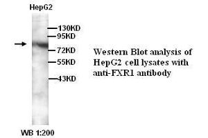 Image no. 1 for anti-Fragile X Mental Retardation, Autosomal Homolog 1 (FXR1) (C-Term) antibody (ABIN790924) (FXR1 antibody  (C-Term))