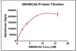 Recombinant SMARCA2 / BRM (1367-1511), GST-tag activity using AlphaLISA. (SMARCA2 Protein (AA 1367-1511) (GST tag))