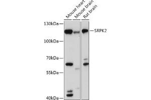 Western blot analysis of extracts of various cell lines, using SRPK2 antibody (ABIN7270269) at 1:1000 dilution. (SRPK2 antibody  (AA 420-520))