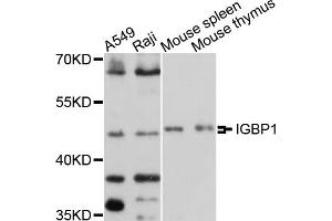 Western blot analysis of extracts of various cell lines, using IGBP1 antibody (ABIN5997954) at 1/1000 dilution. (IGBP1 antibody)