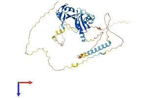 AlphaFold protein structure predicition of Human Recombinant RBM34 Protein, UniprotID P42696 (RBM34 Protein (AA 1-430) (His tag))