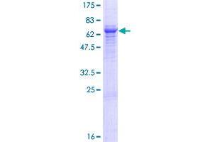 Image no. 1 for Trophoblast Glycoprotein (TPBG) (AA 1-420) protein (GST tag) (ABIN1323405)