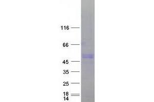 Validation with Western Blot (LYN Protein (Transcript Variant 2) (Myc-DYKDDDDK Tag))