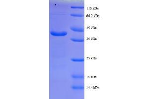 SDS-PAGE (SDS) image for Cytochrome C Oxidase Subunit Va (COX5A) (AA 42-150) protein (GST tag) (ABIN5712055) (COX5A Protein (AA 42-150) (GST tag))