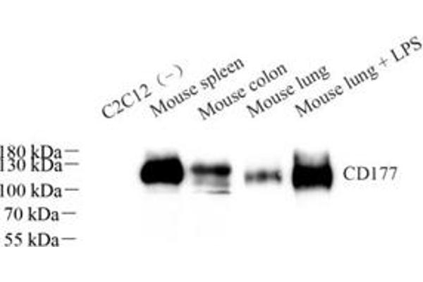 CD177 antibody