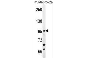 C4orf21 Antibody (N-term) western blot analysis in mouse Neuro-2a cell line lysates (35µg/lane). (ZGRF1 antibody  (N-Term))