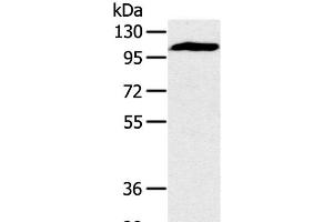 PYGM antibody