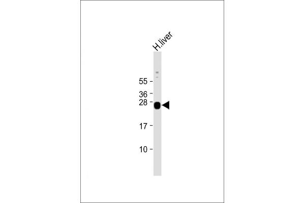 GSTa5 antibody  (AA 1-43)