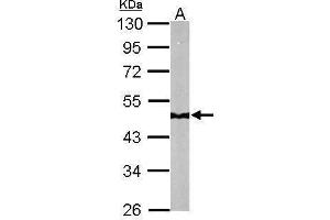 WB Image Sample (50 ug of whole cell lysate) A: Mouse brain 10% SDS PAGE antibody diluted at 1:10000