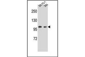 Western blot analysis of GRIP2 Antibody (Center) in ZR-75-1,293 cell line lysates (35ug/lane). (GRIP2 antibody  (Middle Region))