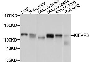 Western blot analysis of extracts of various cell lines, using KIFAP3 antibody (ABIN1873409) at 1:1000 dilution. (KIFAP3 antibody)