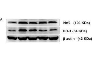 Comparison of Nrf2 and HO-1 protein and mRNA levels in the brains of mice among the groups. (HMOX1 antibody  (AA 1-288))
