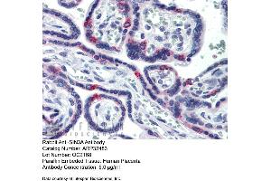 Immunohistochemistry with Human Placenta lysate tissue at an antibody concentration of 5. (SIN3A antibody  (N-Term))