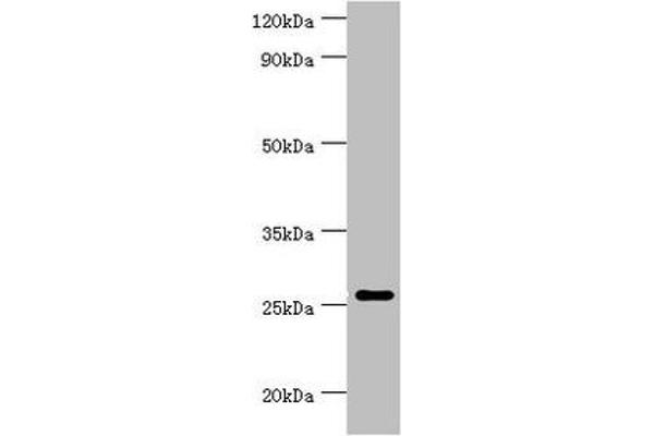 TNFSF13 antibody  (AA 105-247)