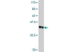 Western Blot detection against Immunogen (37. (SMURF1 antibody  (AA 165-268))