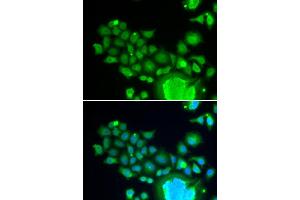 Immunofluorescence (IF) image for anti-Fizzy/cell Division Cycle 20 Related 1 (FZR1) antibody (ABIN1876730) (FZR1 antibody)