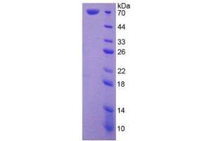 SDS-PAGE (SDS) image for Heat Shock 70kDa Protein 1-Like (HSPA1L) (AA 1-641) protein (His tag) (ABIN1099137) (HSPA1L Protein (AA 1-641) (His tag))